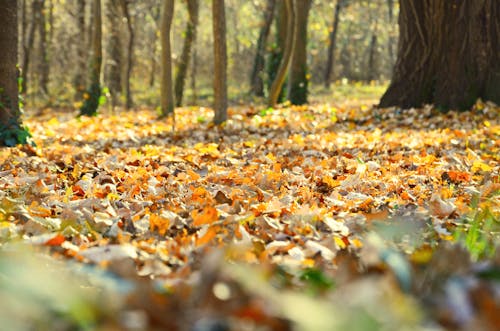 Low Angle View of Forest Floor with Yellow Leaves