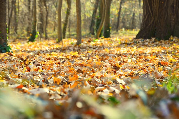 Low Angle View Of Forest Floor With Yellow Leaves