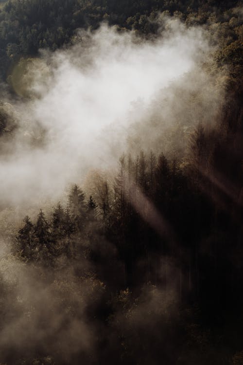 Bezpłatne Drzewa W Lesie Pokrytym Mgłą Zdjęcie z galerii