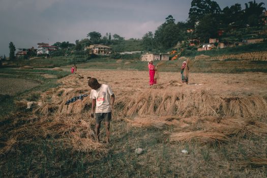 Unrecognizable ethnic farmers picking rice straw in countryside