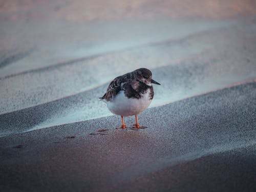 Free Close-up of Bird on the Sand  Stock Photo