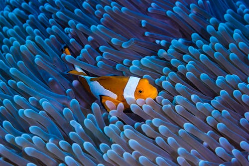 Peixes Brilhantes Nadando Entre Recifes De Coral Na água