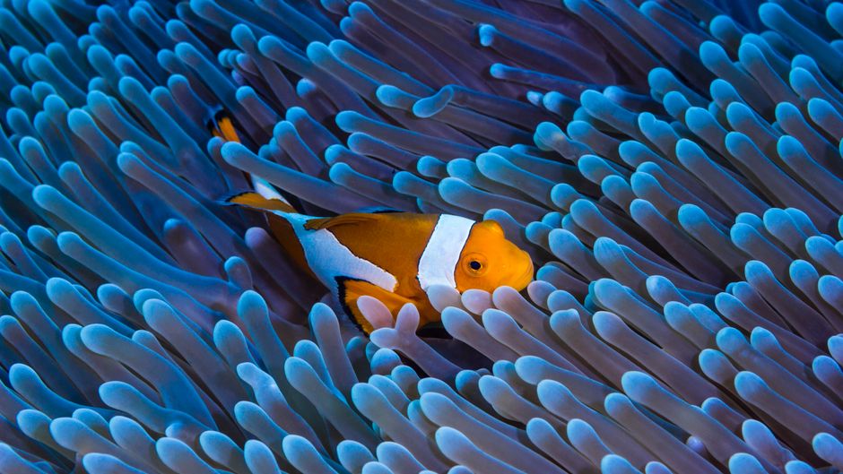 dive schools bali