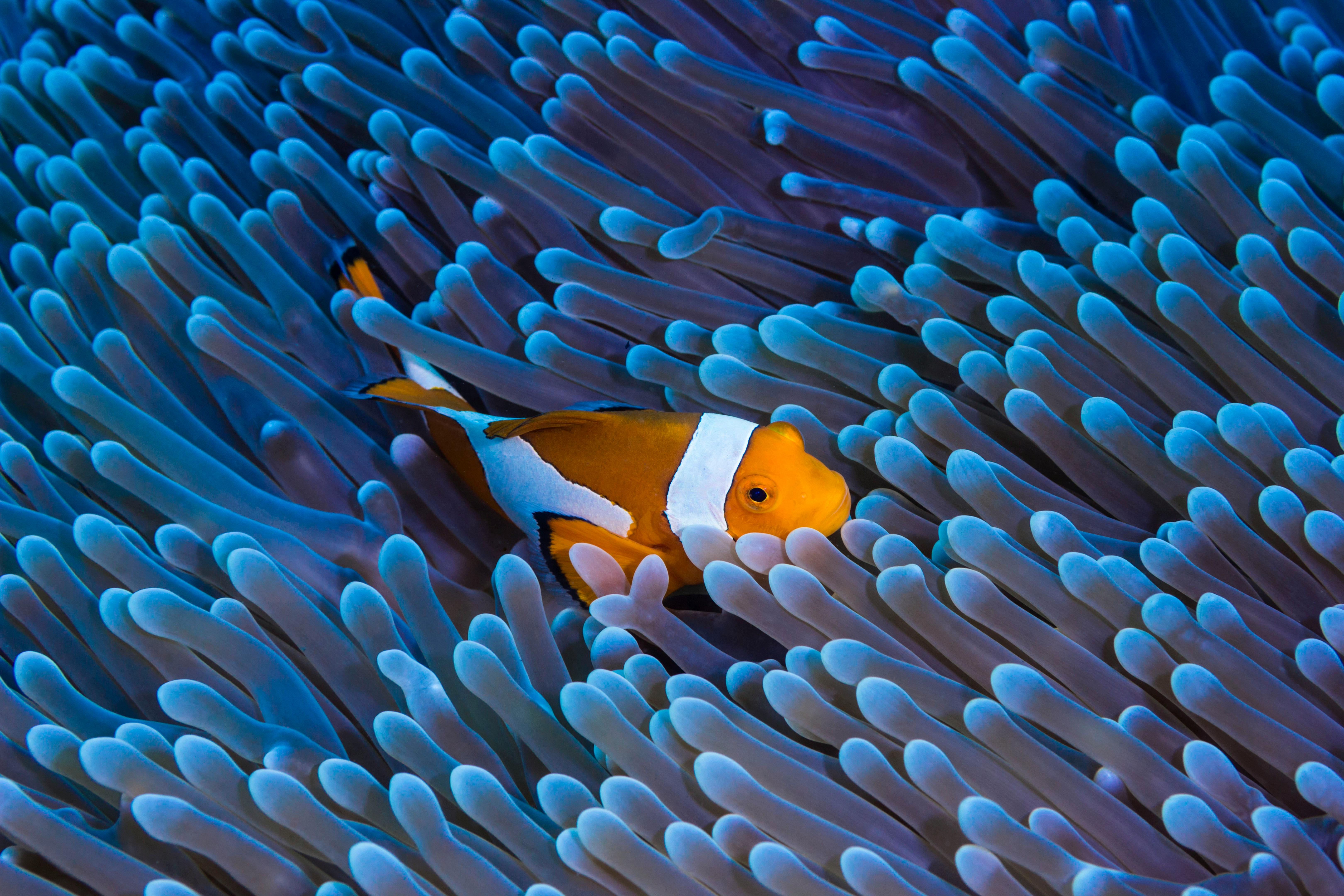 a clownfish in an anemone