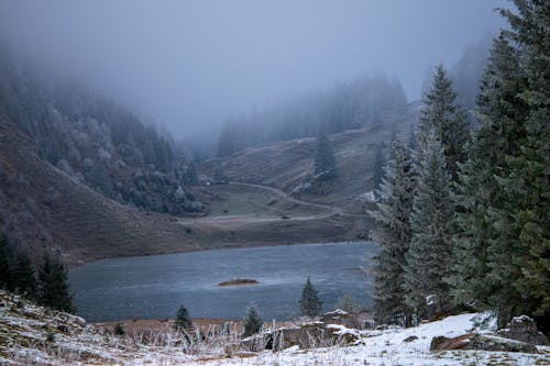 Green Trees Near Lake