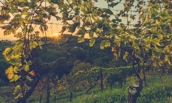 Free stock photo of landscape, nature, sunset, trees