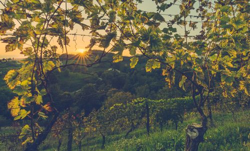 Free Captivating view of a vineyard with sun setting behind hills, offering a serene landscape. Stock Photo