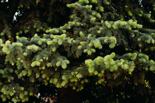 Needle Branches in Close Up