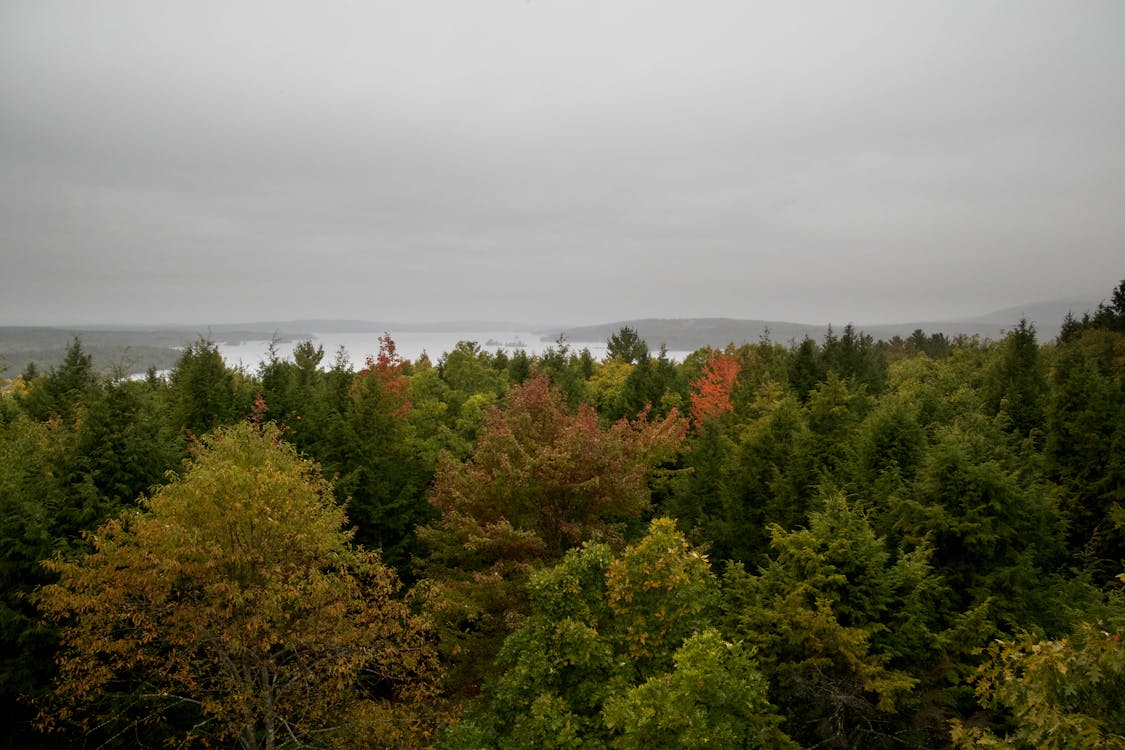 無料 曇り, 木, 森林の無料の写真素材 写真素材