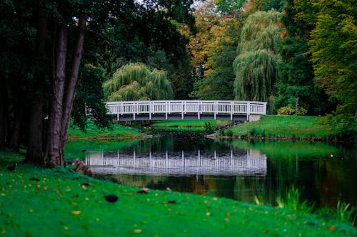 Wooden Bridge Surrounded With Trees