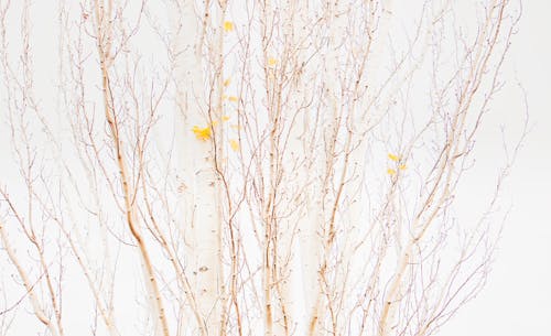 バーチの木, 秋の無料の写真素材