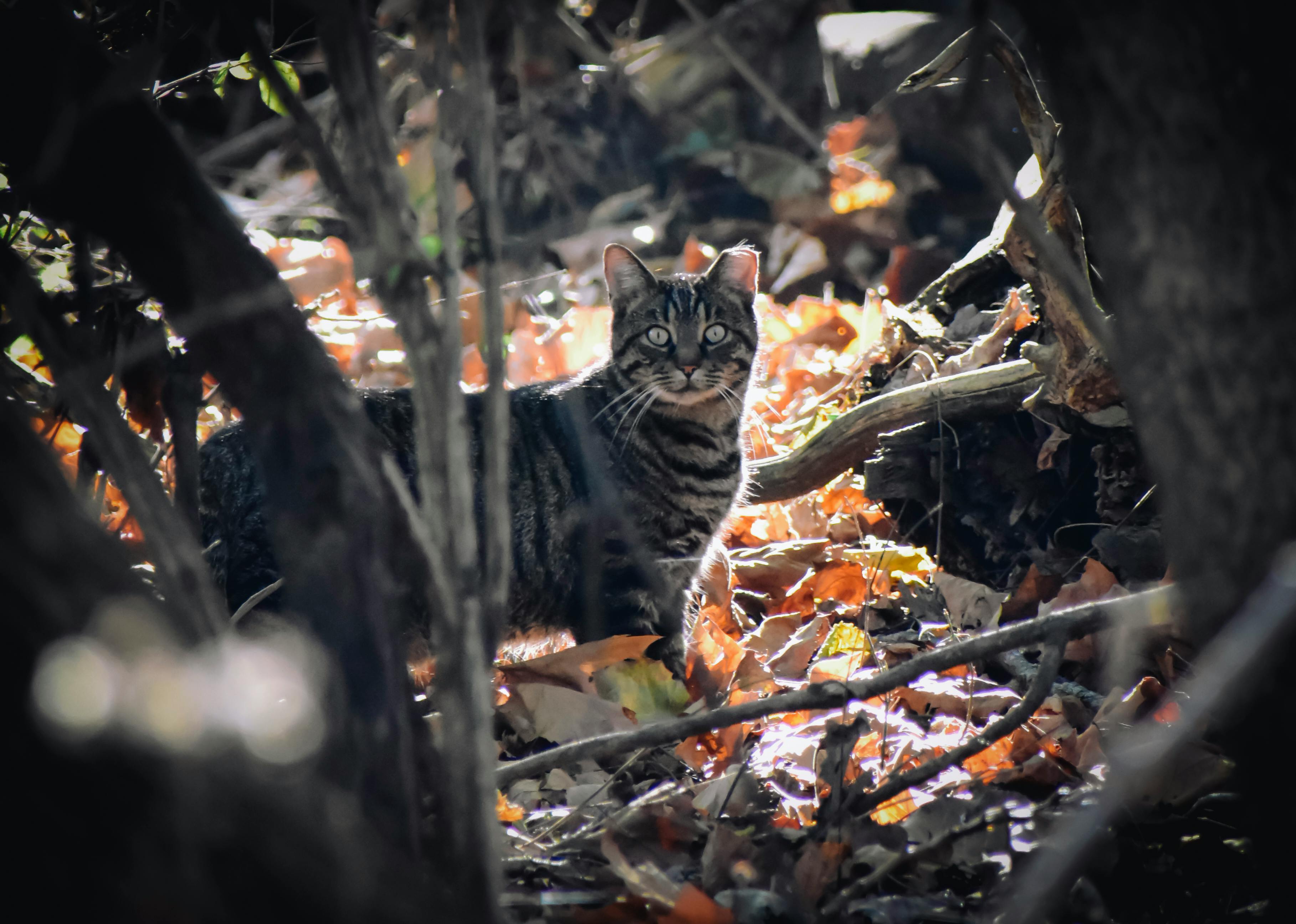 attentive cat standing on fallen leaves in forest