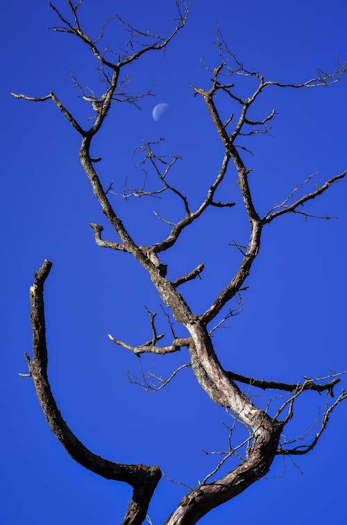 Immagine gratuita di albero, alto, ambiente