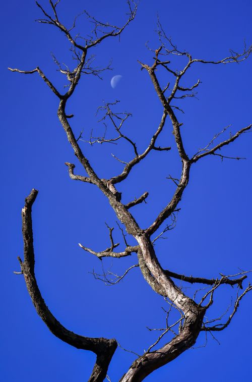 Free Low angle of tall tree with bare branches growing against blue cloudless sky and crescent Stock Photo