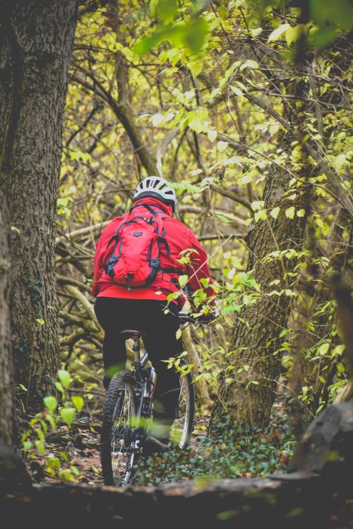Free Back view full body of anonymous male bicyclist in helmet riding bike among trees during adventure in forest Stock Photo