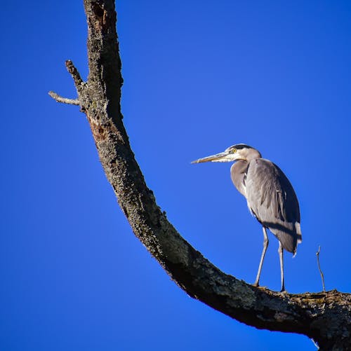 Foto d'estoc gratuïta de ala, angle baix, animal