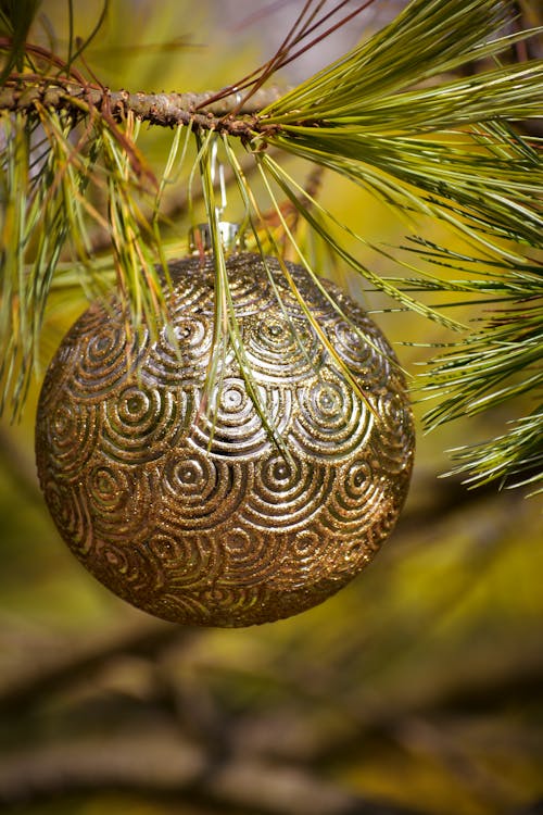 Decorative shiny ball hanging on tree branch