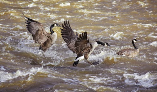 Side view of wild Canada geese with long necks swimming on rapid foaming river in nature