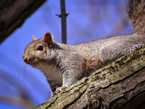 Squirrel with hairy body on tree trunk