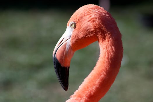 Vivid close-up of a pink flamingo with intricate feathers in San Diego.