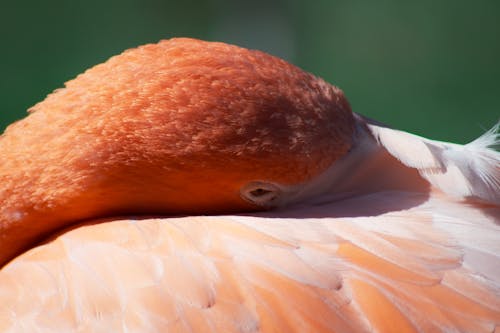 Foto profissional grátis de 4k, ave, cabeça