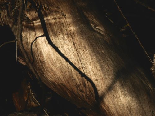 Free Atmospheric close-up of textured tree bark captured at night with eerie lighting. Stock Photo