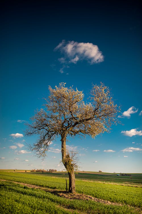 Kostenloses Stock Foto zu abenteuer, außerorts, baum