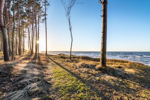 Picturesque scenery of grassy shore with trees near waving water under blue cloudless sky in sunny day