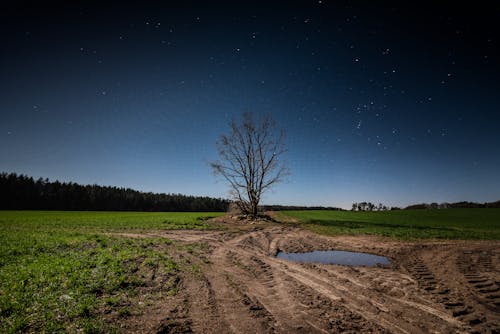 Scenery view of green field with lonely tree and car tracks on ground under dark starry sky