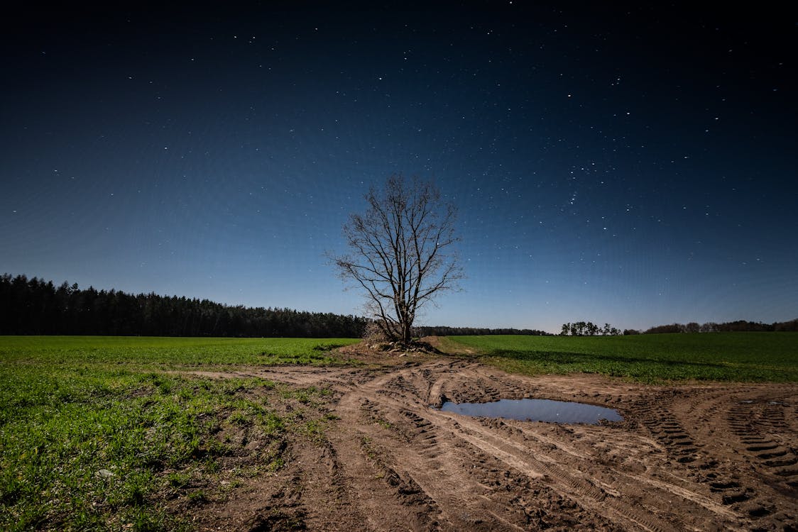 Fotos de stock gratuitas de árbol, armonía, atardecer