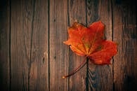 木板上摆放着色彩缤纷的枫叶，尽显秋天的精髓