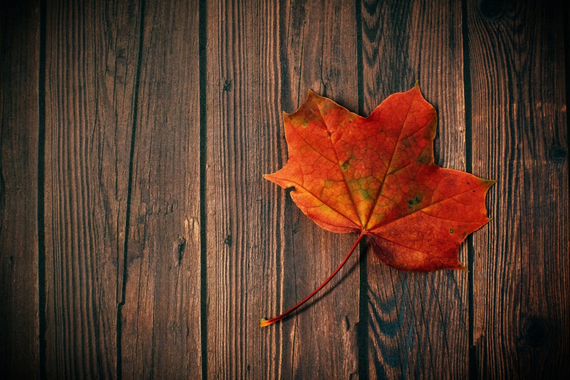 Кленовый лист на коричневом деревянном паркете