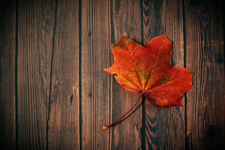 Maple Leaf On Brown Wooden Parquet Flooring