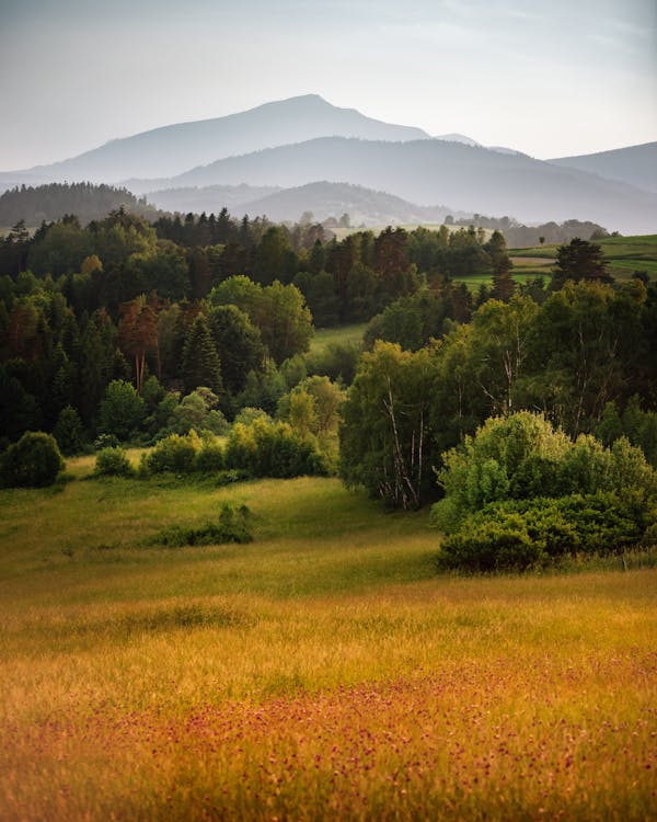 village on hillside meadow with forest in mountain Free Photo