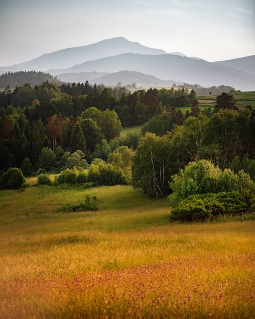 Peaceful landscape with grassy field near green forest and hills on background in daytime