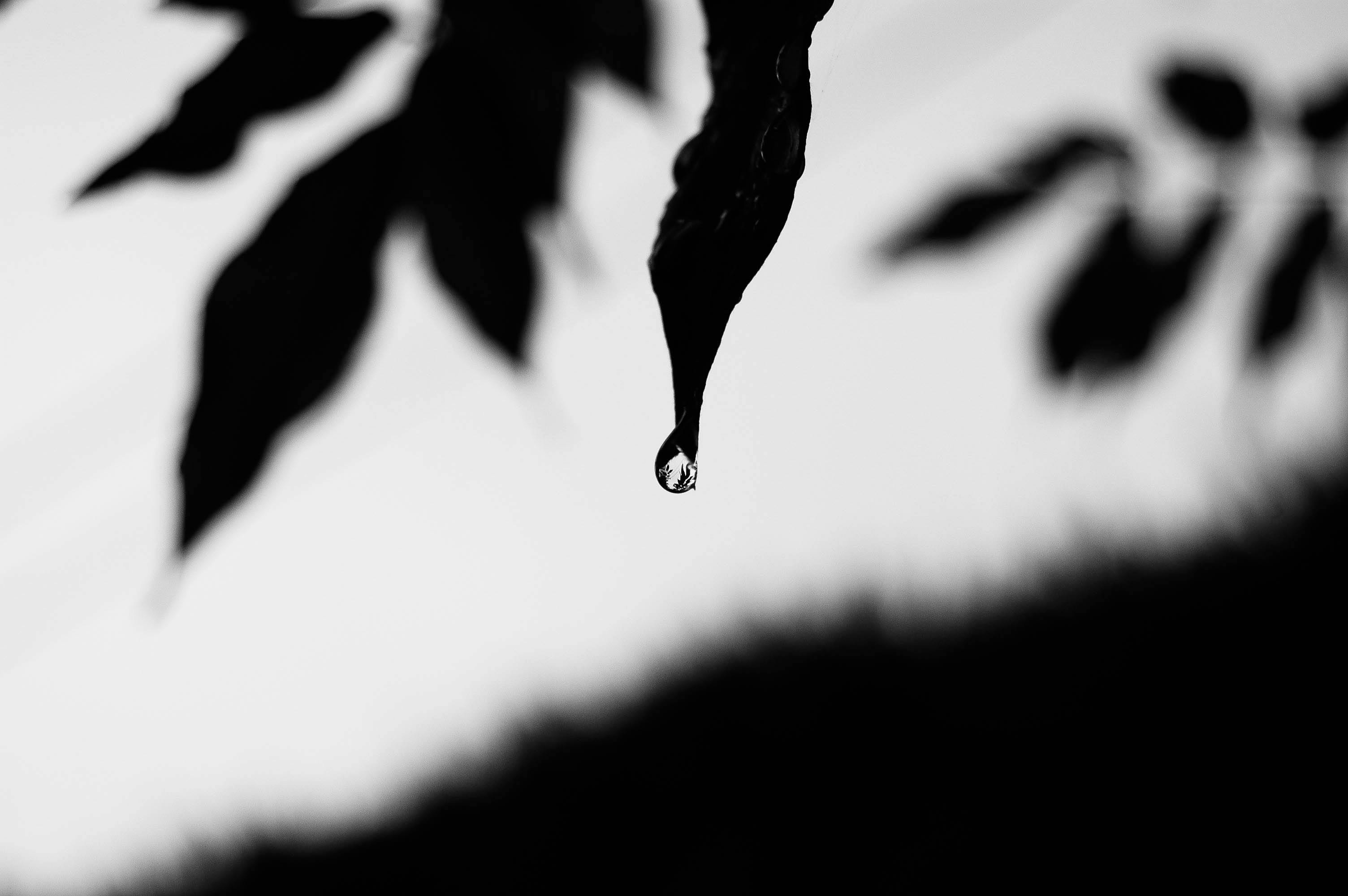 Free stock photo of black and white, drop, leaf