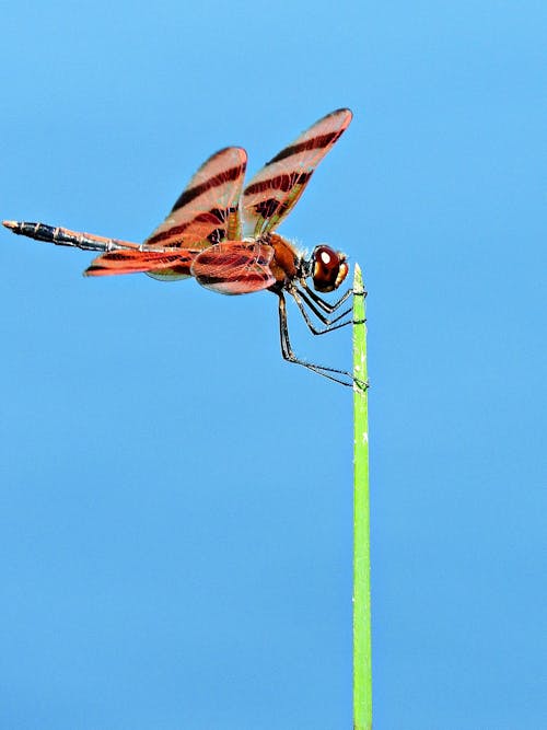 Free stock photo of dragonfly, insect photography