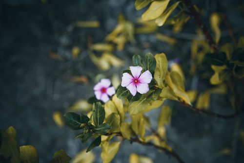 Free Close-up of pink periwinkle flowers surrounded by green leaves outdoors. Stock Photo