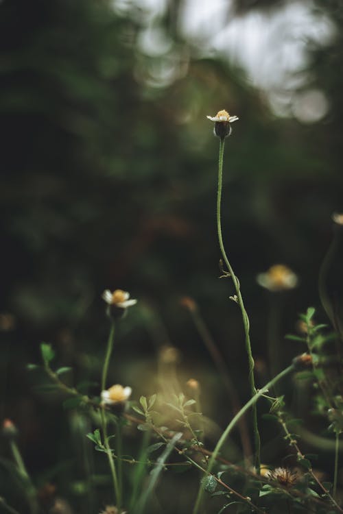 Tiny Flower of a Wild Plant