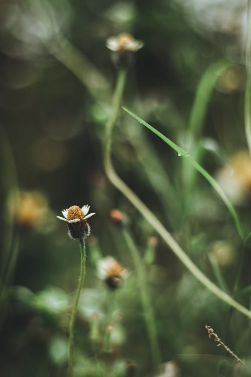 Free White Flower in Tilt Shift Lens Stock Photo