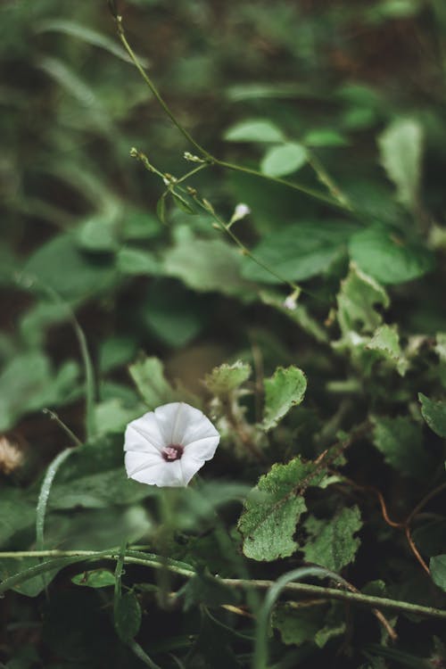 Free White Flower in Green Leaves Stock Photo