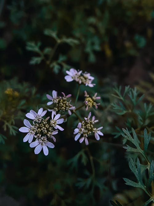 White and Purple Flowers in Tilt Shift Lens