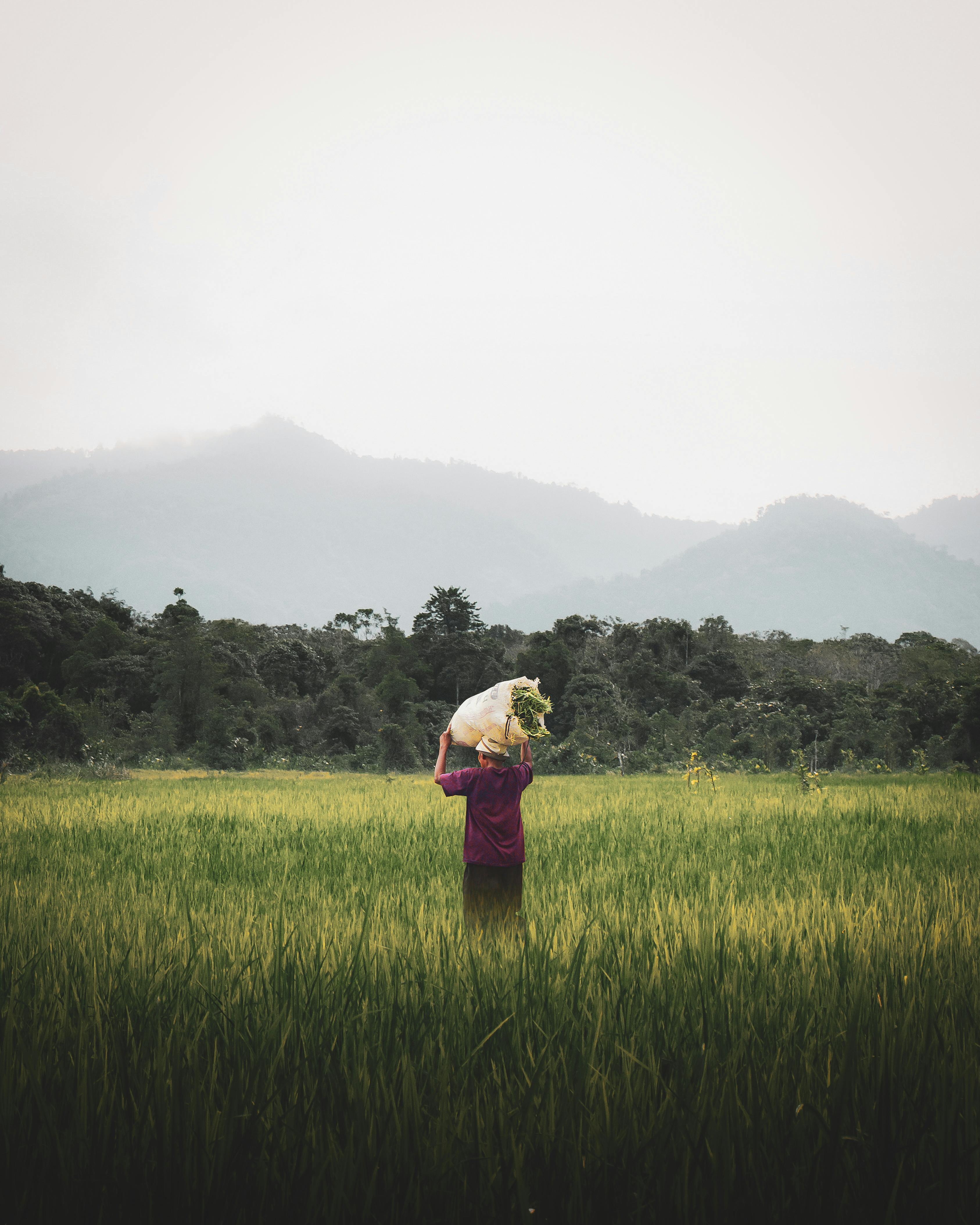 What Is The Difference Between Hydroponic Fertilizer And Regular Fertilizer?