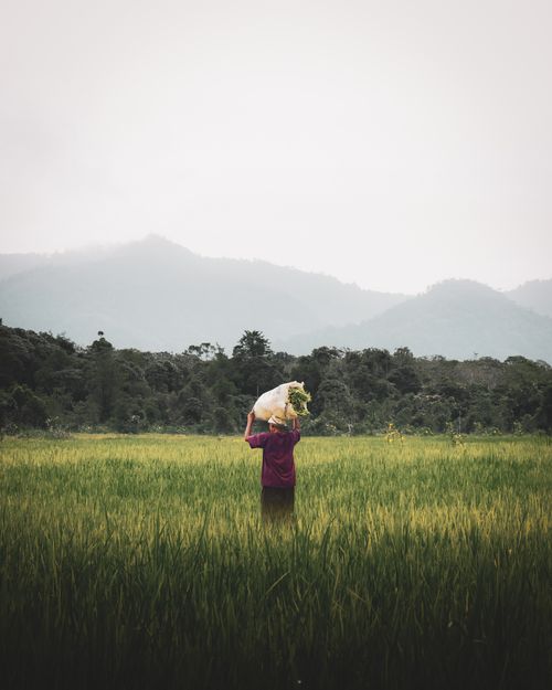 Free Back view of anonymous female farmer carrying harvest in green tropical plantation surrounded by misty hills Stock Photo