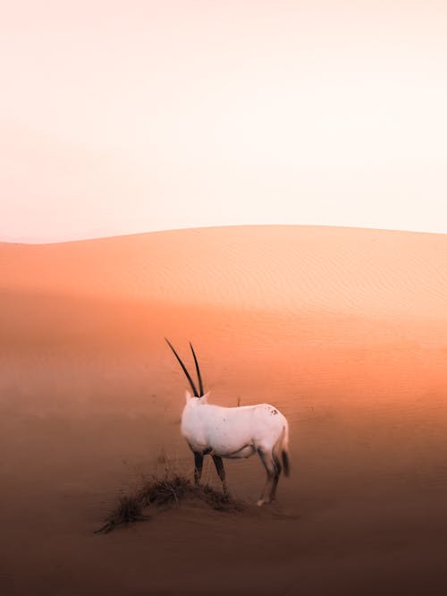 Free Side view of wild oryx with long horns endangered species under threat of destruction in arid desert Stock Photo