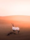 Side view of wild oryx with long horns endangered species under threat of destruction in arid desert