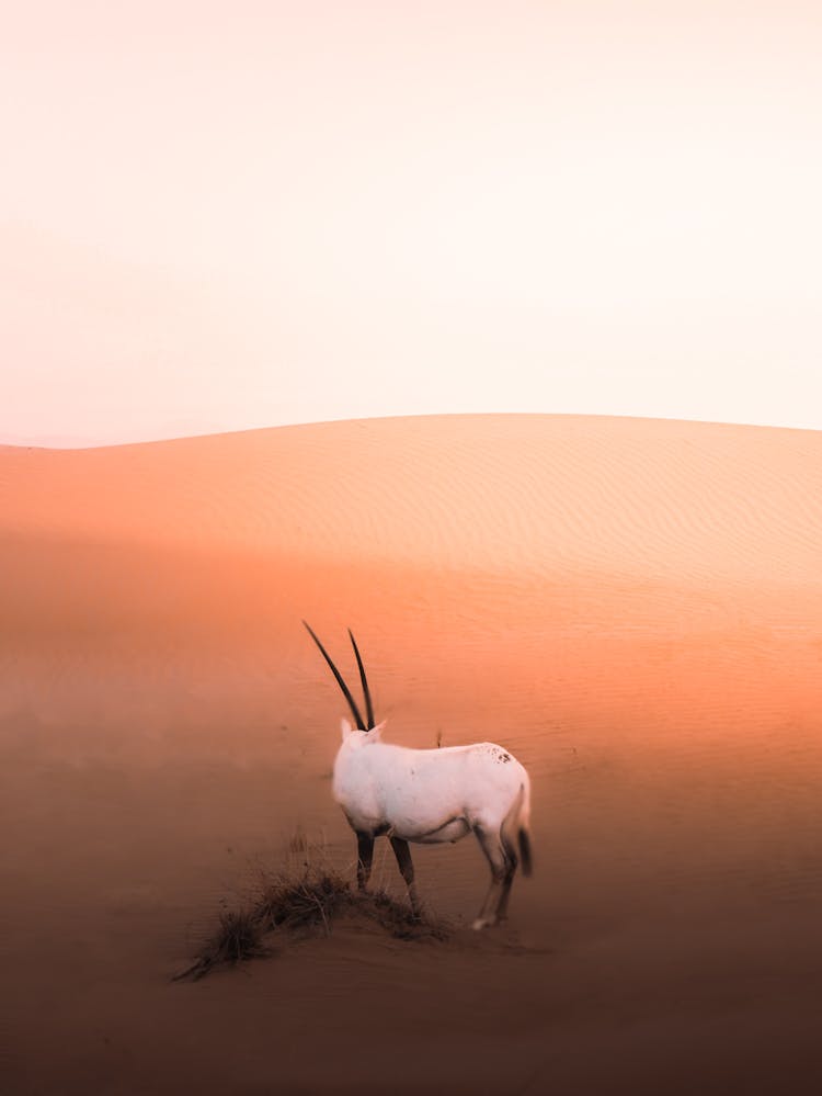 White Antelope From Genus Of Oryx In Desert