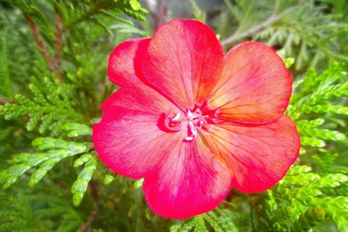 Free stock photo of garden Stock Photo