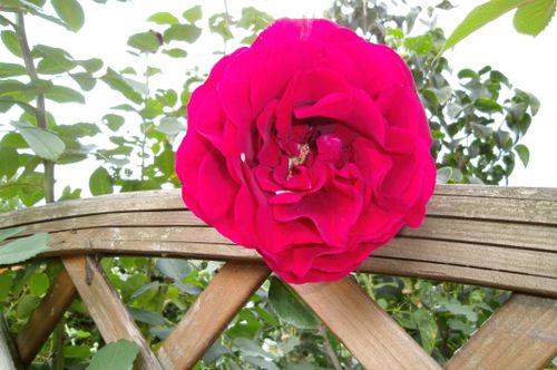 Free stock photo of garden Stock Photo