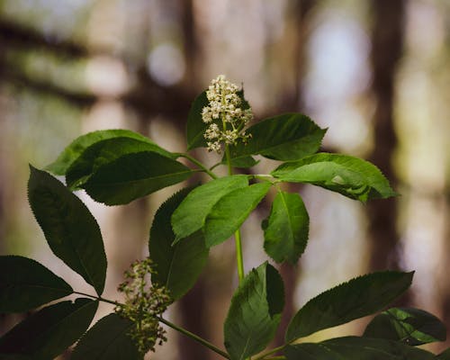 Imagine de stoc gratuită din bătrân, elderberry, floare